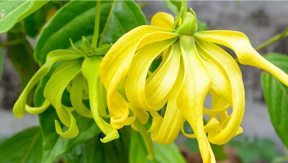 Ylang ylang flower