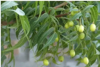 Neem oil 1.png
