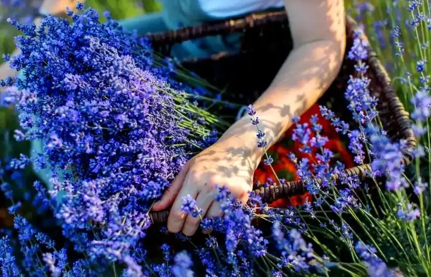 lavender essential oil.png