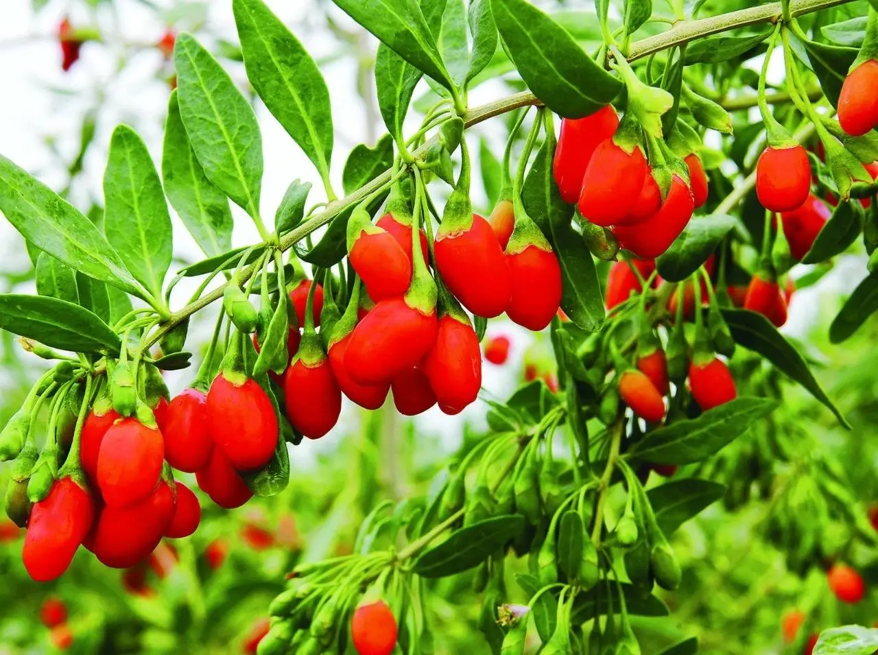 Wholesale Wolfberry Oil 100% Pure Natural Oil