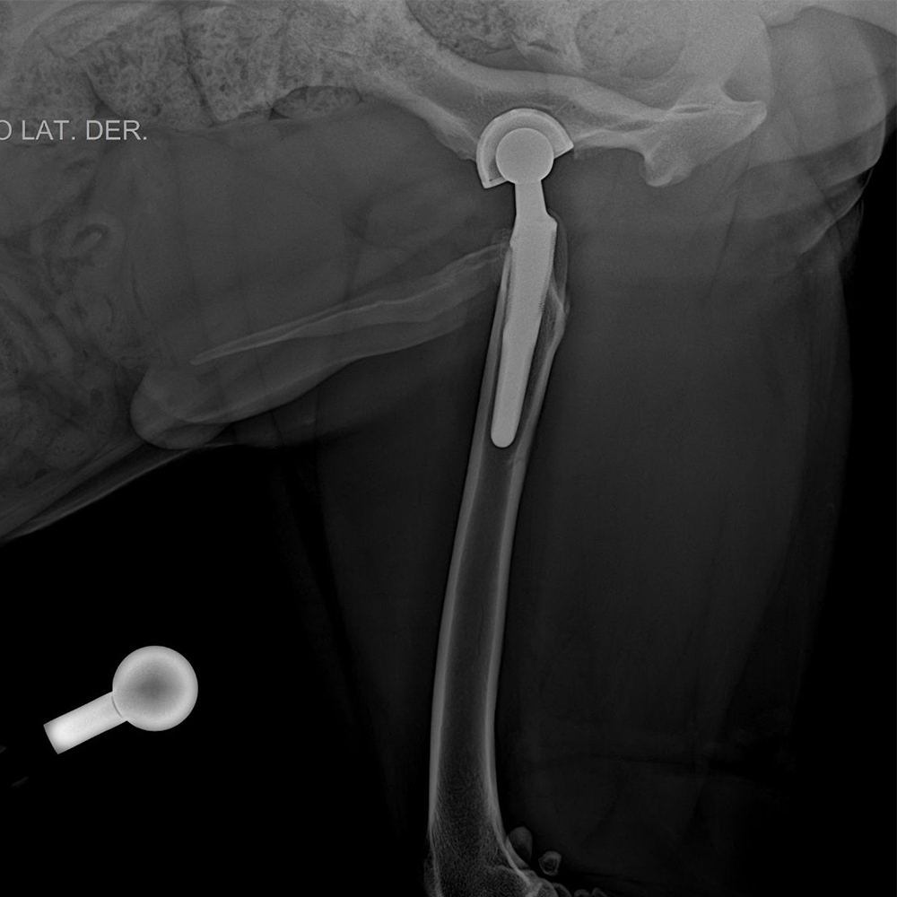 THR  Orthopaedic Implants Acetabular Artificial Total Hip Joint System Ceramic Femoral Head