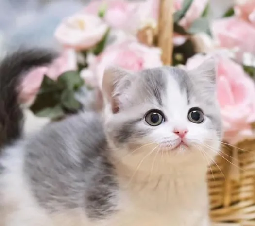 Pet Dental Care Detail 1