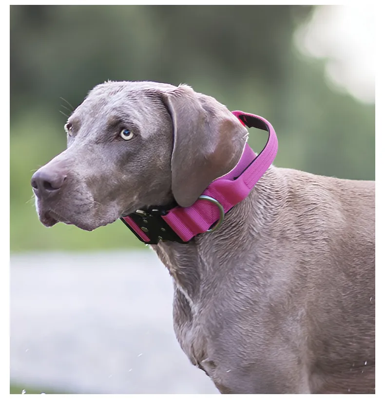 Glow Collar Features
