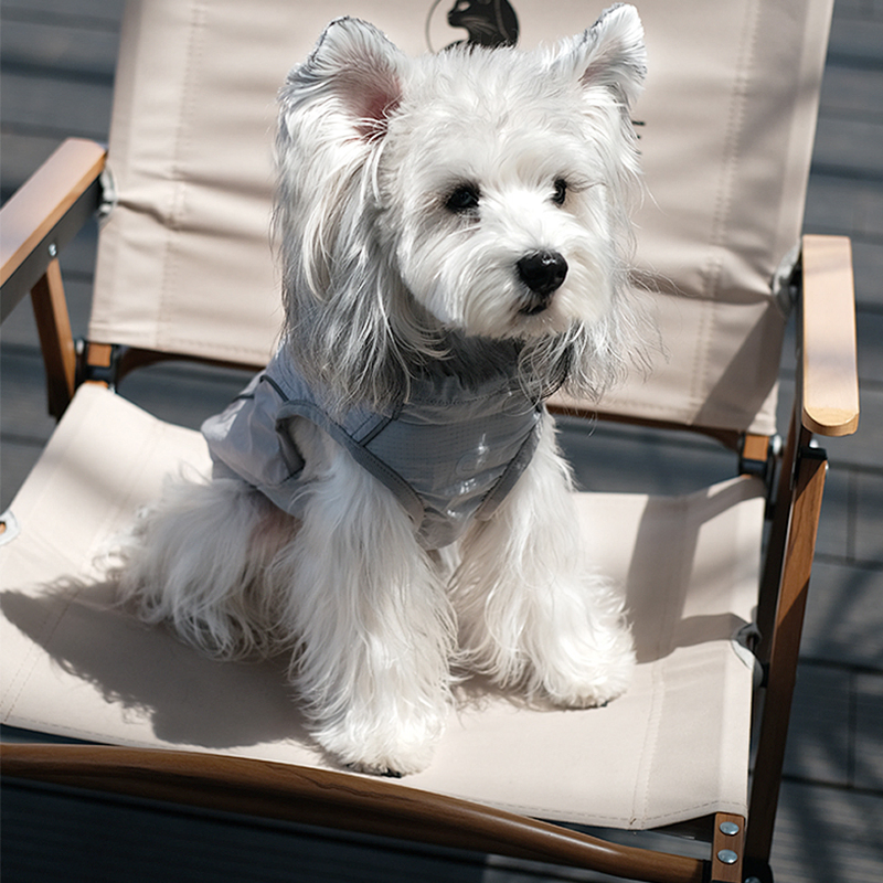 Cool and Comfy Dog Summer Apparel for Fashionable Pets