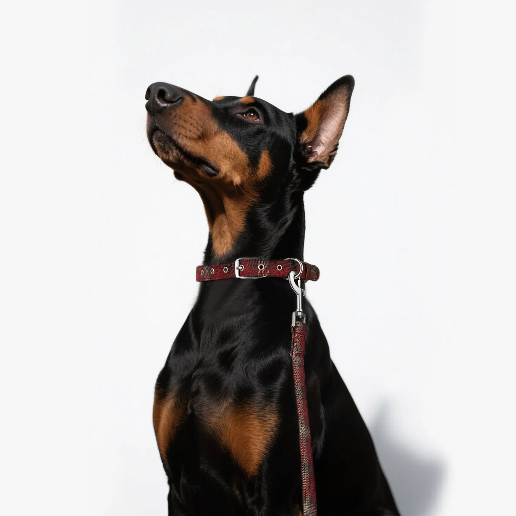 Pet Dog Product Pet Collars&amp; Leashes