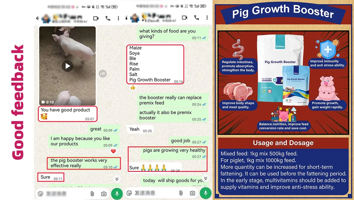 Reasons and Solutions for Sows Not Eating After Parturition Pig Healthcare Booster