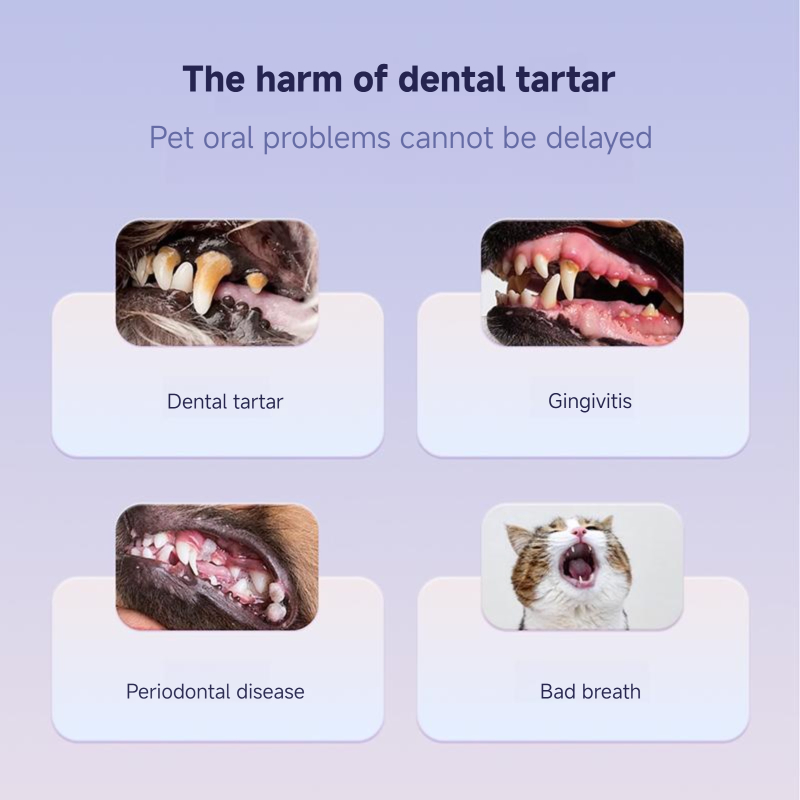 Long-Lasting Pet Dental Care Solution for Extended Freshness