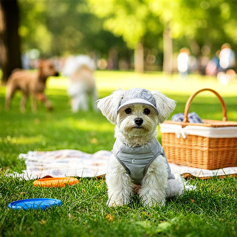 Stylish Pet Dog Apparel with Reflective Strips for Safety