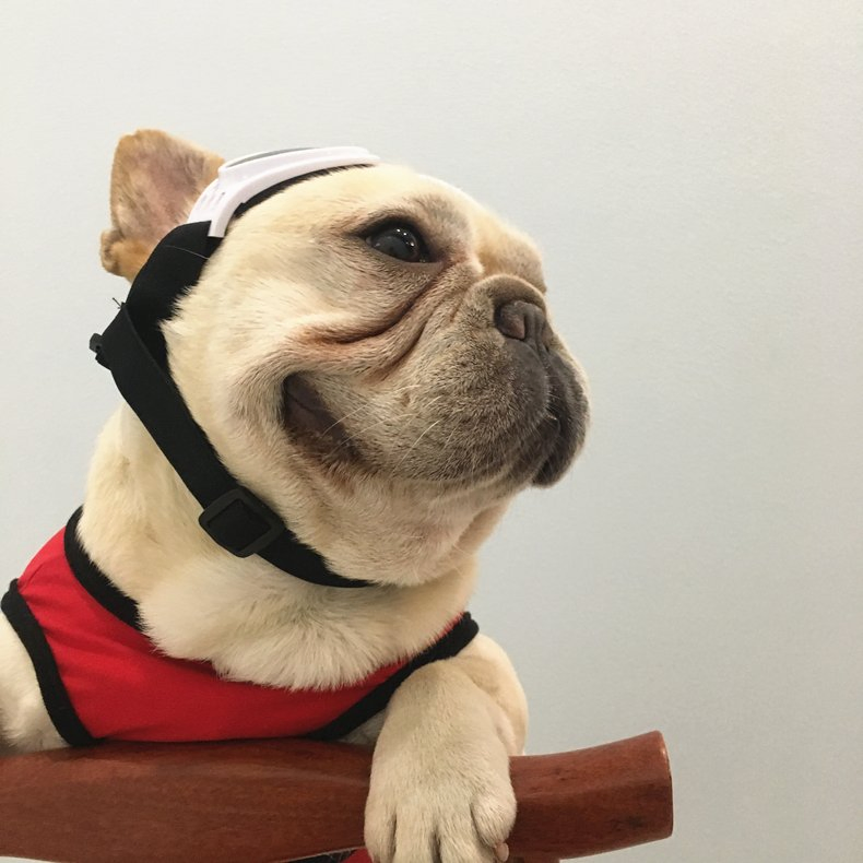 Dog Motorcycle Safety Goggles Pet Sunglasses Eye Protection Wbb12530