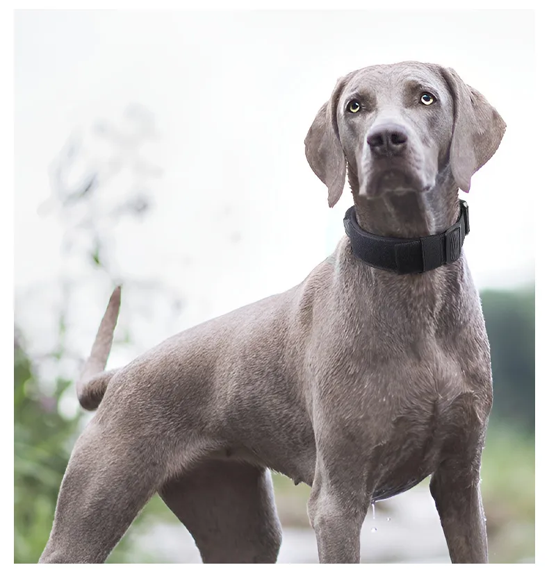 Rechargeable Pet Necklace