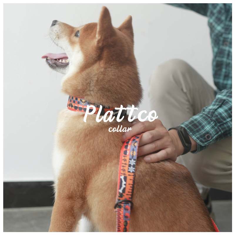 Factory OEM Halloween Nylon Webbing Pet Collar Leash Dog Lead Set