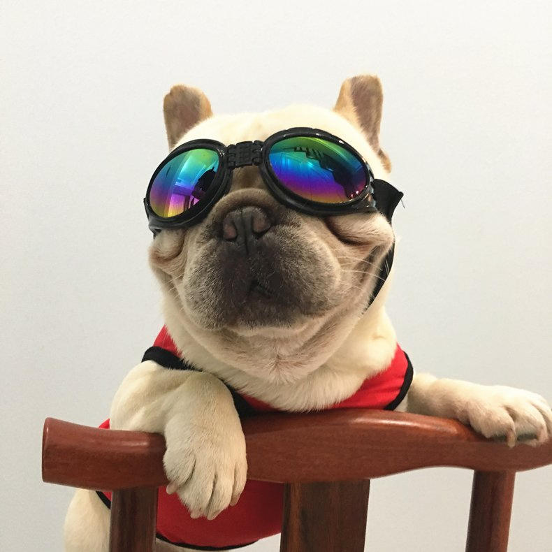 Dog Motorcycle Safety Goggles Pet Sunglasses Eye Protection Wbb12530