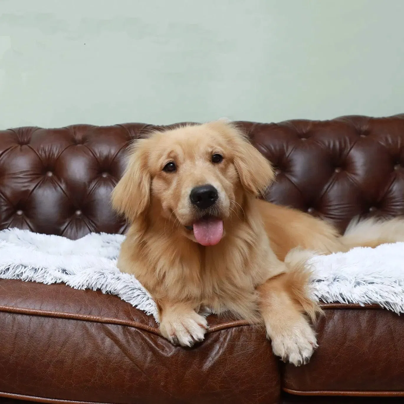 Printed Faux Fur Shag Dog Throw Thick Fuzzy Shaggy Pet Blankets