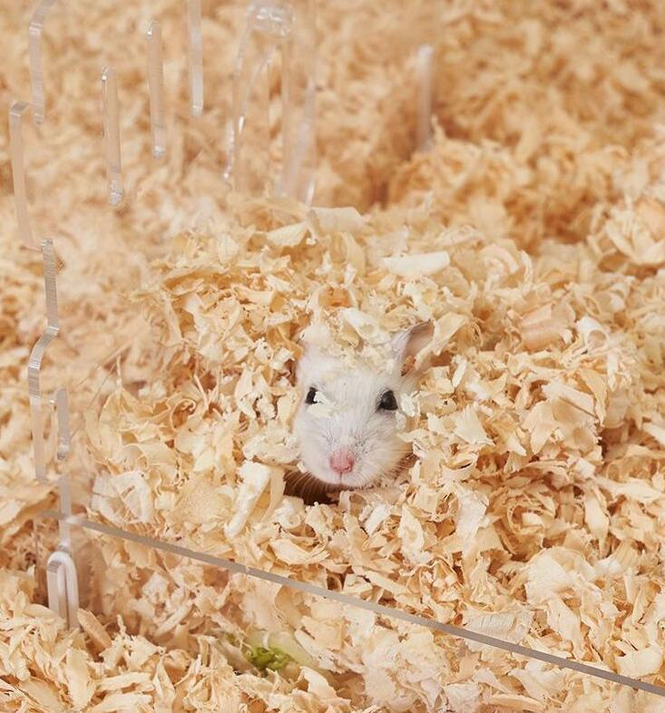 Premium Biodegradable Pet Wood Shavings/Pet Bedding in ISO9001/HACCP Approved Competitive Cost Export to USA, Canada, Japan, Korea, Austrilia for Pet Beddings