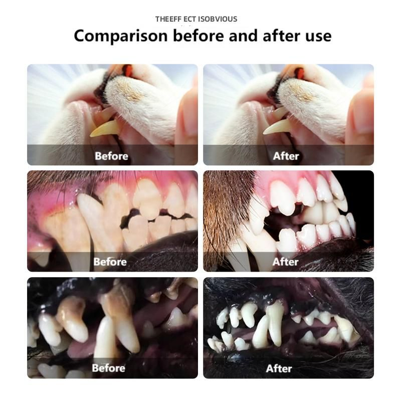 Bulk Dental Care Supplier OEM