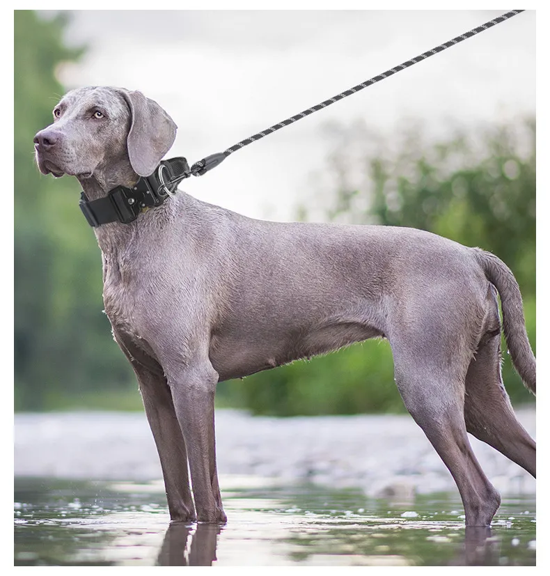 LED Dog Collar Night Walk