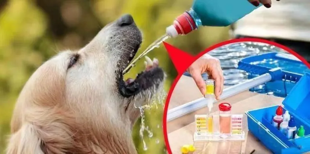 Pet Toothpaste Usage