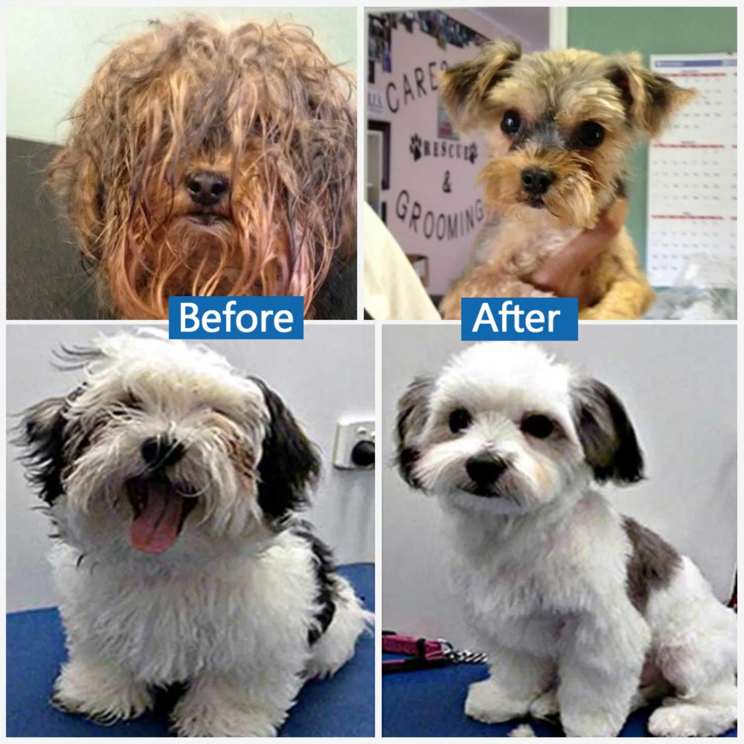 Private Label Pet Shampoo Calming Moisturizing Dog Shampoo