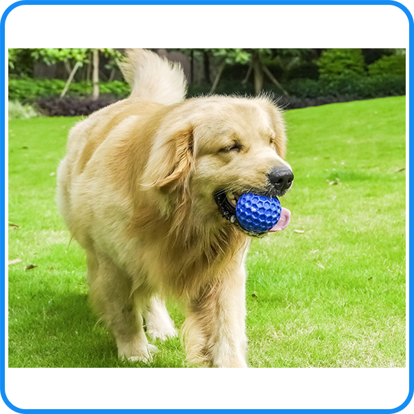 Factory Wholesale Pet Dog Toys Pet Accessories