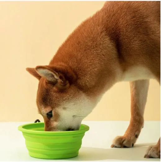 Collapsable Dog Bowl 7