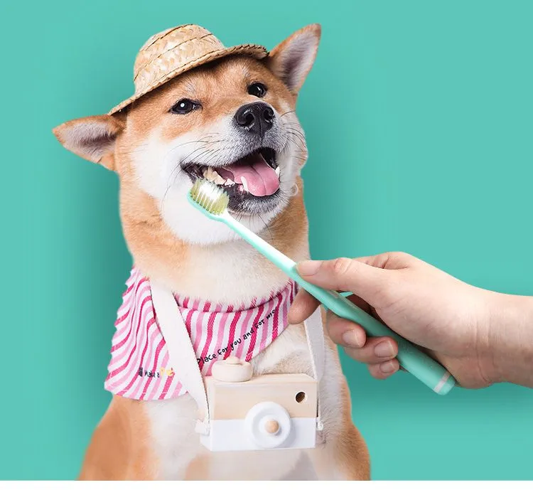 Soft Long Toothbrush Pet Supplies