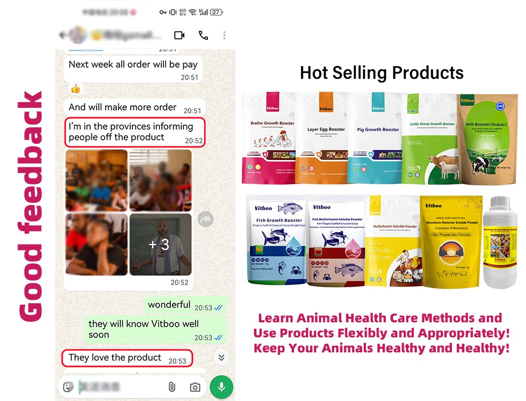 Reasons and Solutions for Sows Not Eating After Parturition Pig Healthcare Booster