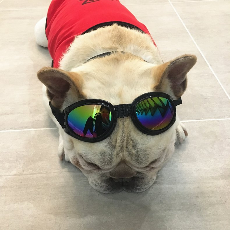 Dog Motorcycle Safety Goggles Pet Sunglasses Eye Protection Wbb12530