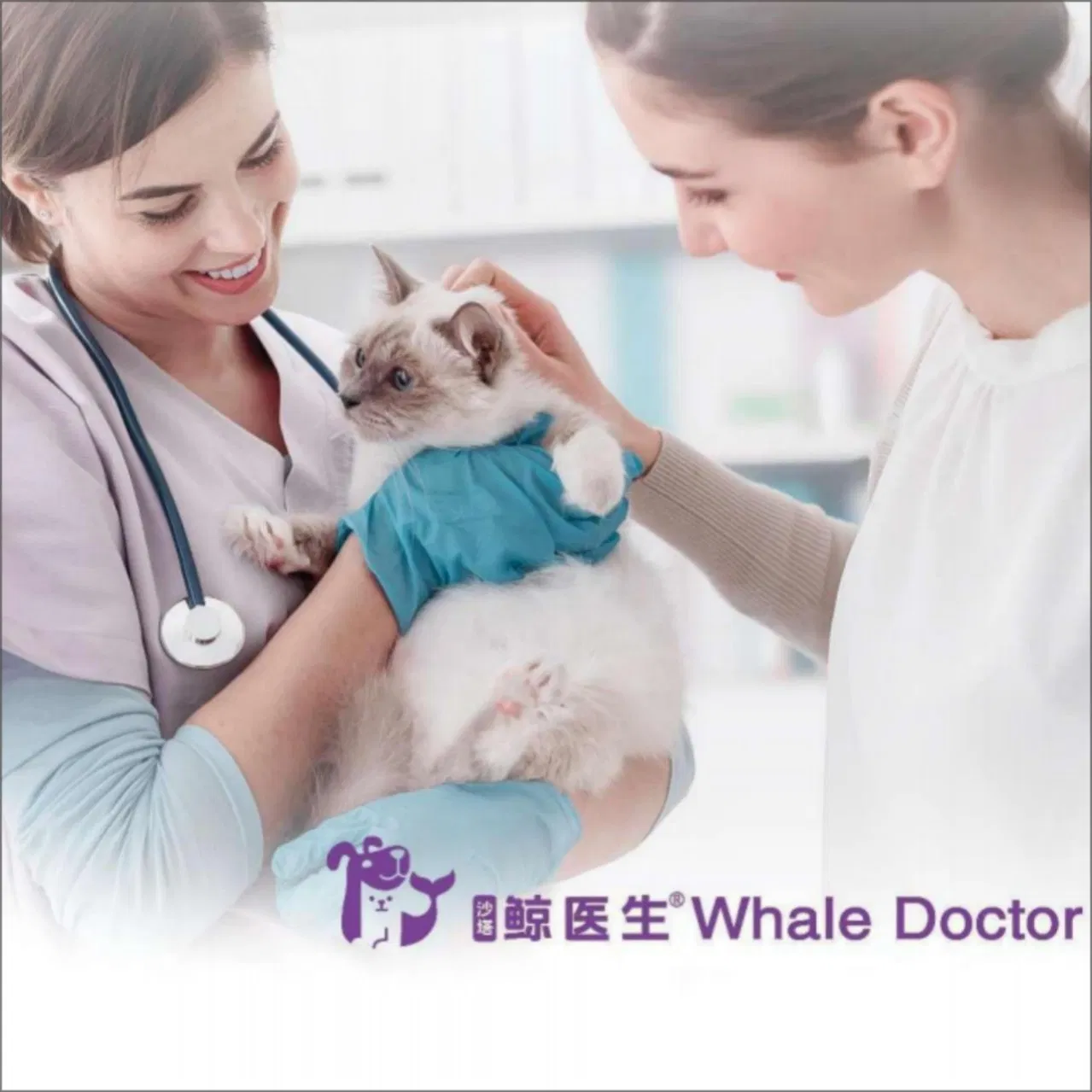 Innovative Pet Medical Products for Essential Tooth Extraction Equipment Veterinary Instruments