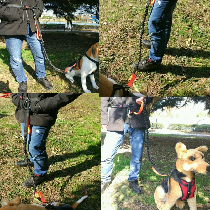 Dogs Leash Running 2