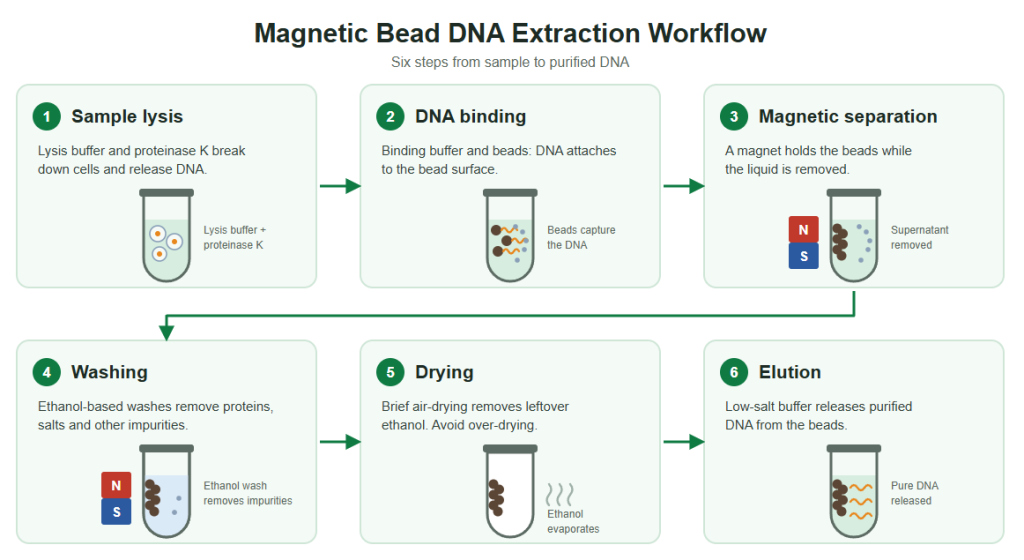 Workflow of magnetic bead DNA extraction from sample lysis to elution