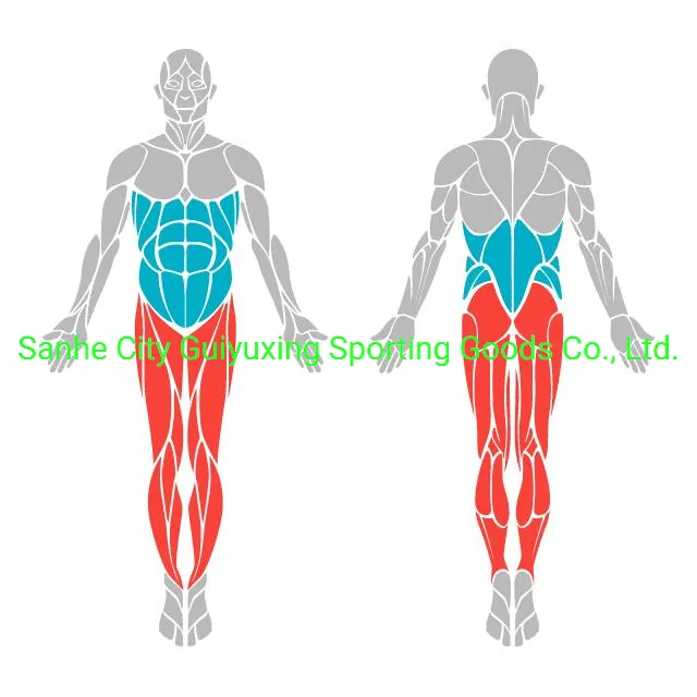 Body Building Training