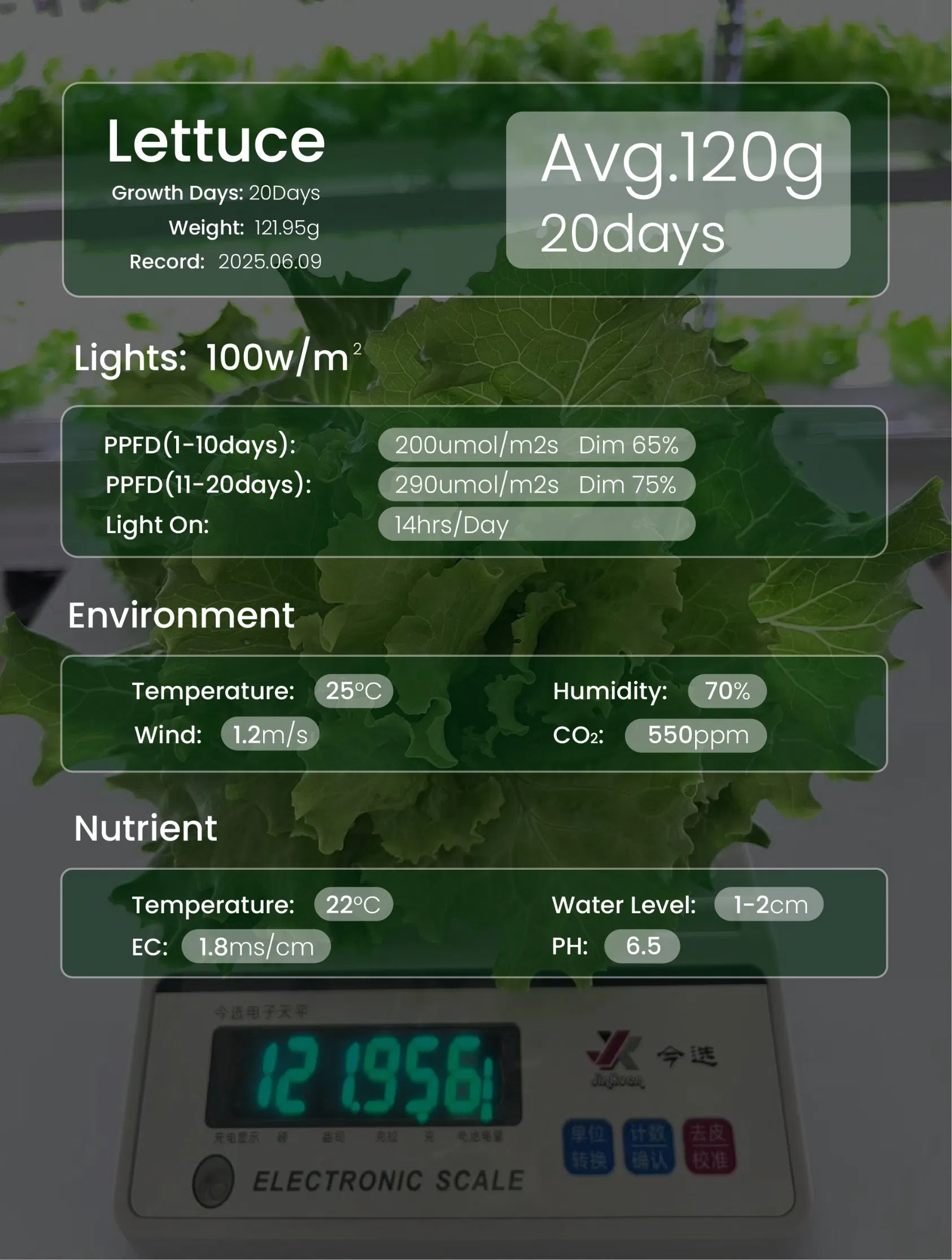 Vertical Hydroponic System Nft Technology - Modular Vertical Grow Racks &amp; Full-Spectrum LEDs for Commercial Farms