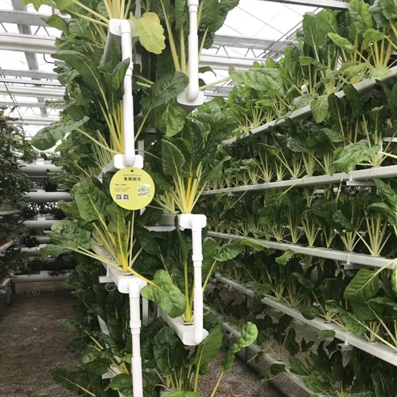 Hydroponics System Nft Channel Rack for Lettuce and Herbs Hydroponic System