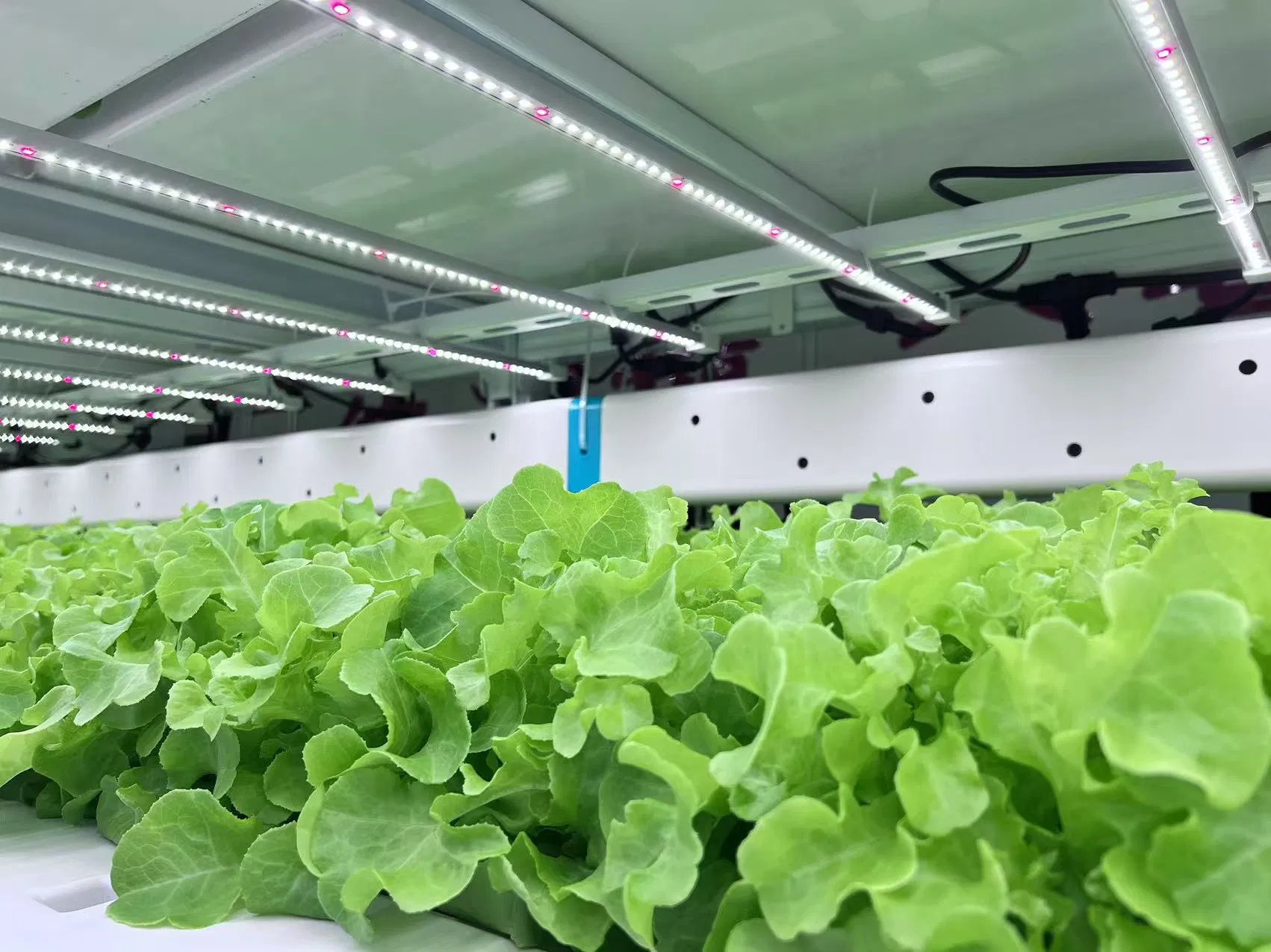 Vertical Hydroponic System Nft Technology - Modular Vertical Grow Racks &amp; Full-Spectrum LEDs for Commercial Farms