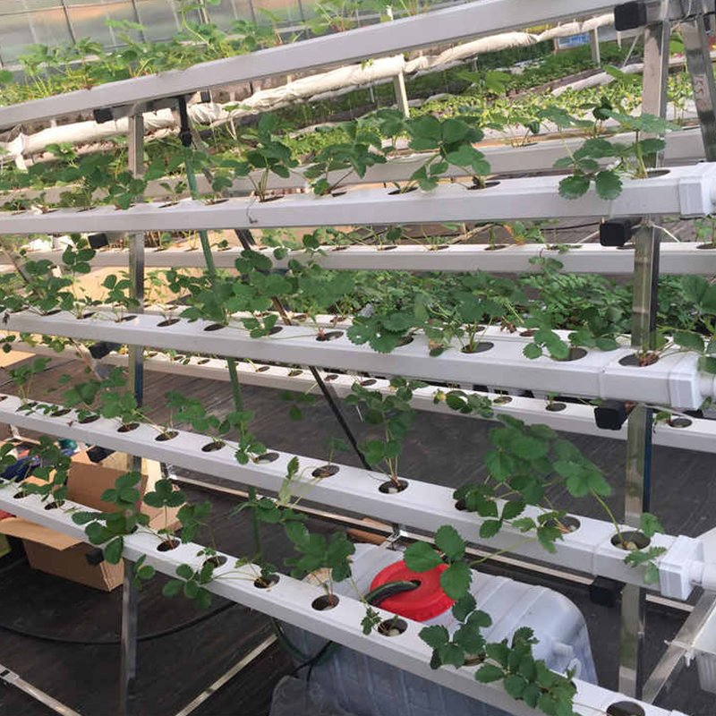 Hydroponics System Nft Channel Rack for Lettuce and Herbs Hydroponic System