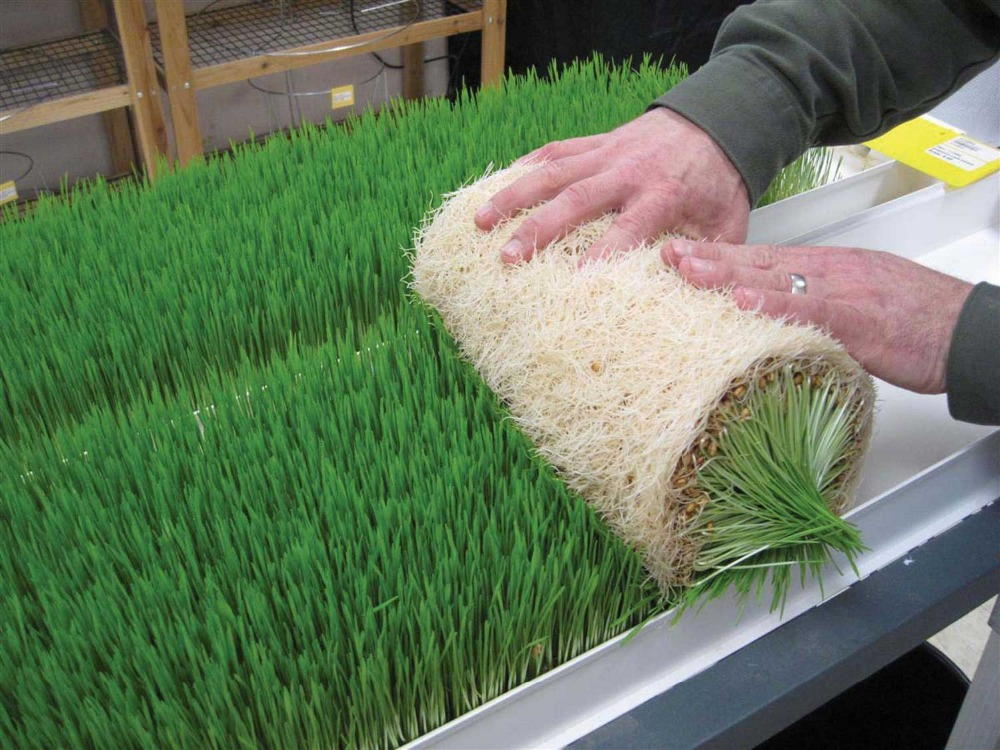 Multifunctional Wheatgrass Hydroponics Grow Container Barley Fodder Shelves Vertical System