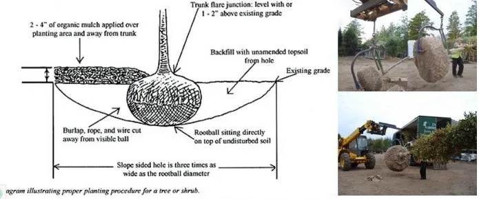 Tree Nursery Wire Basket