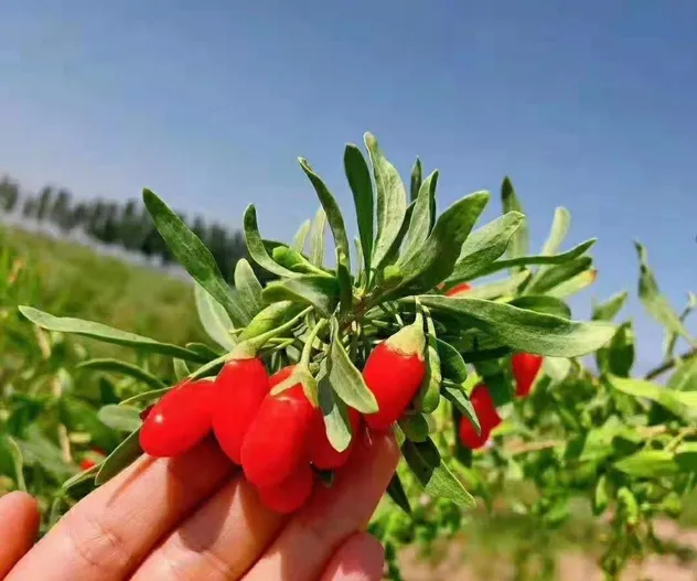 Proceso de producción