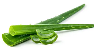 Aloe Vera Benefits