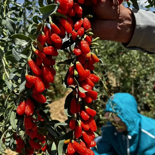 Goji Seco 1