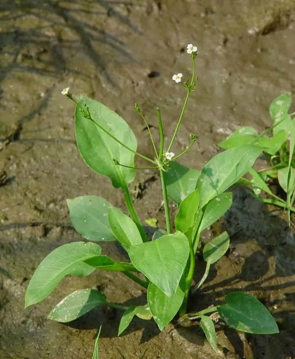 Alisma