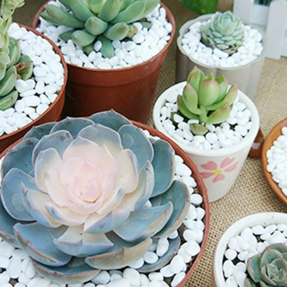 High Polished Pebbles for Indoor Plants Decorative White Stones for Plants Vase