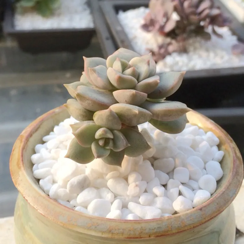 Natural Polished Gravel