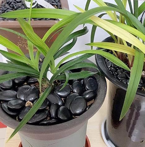 Decorative Stone Black River Rocks, Polished Pebble Garden Black Color, 2-3cm, 3-5cm