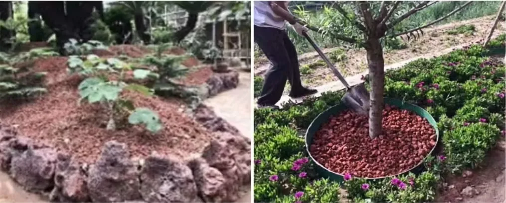 Forest landscaping & Green plant paving