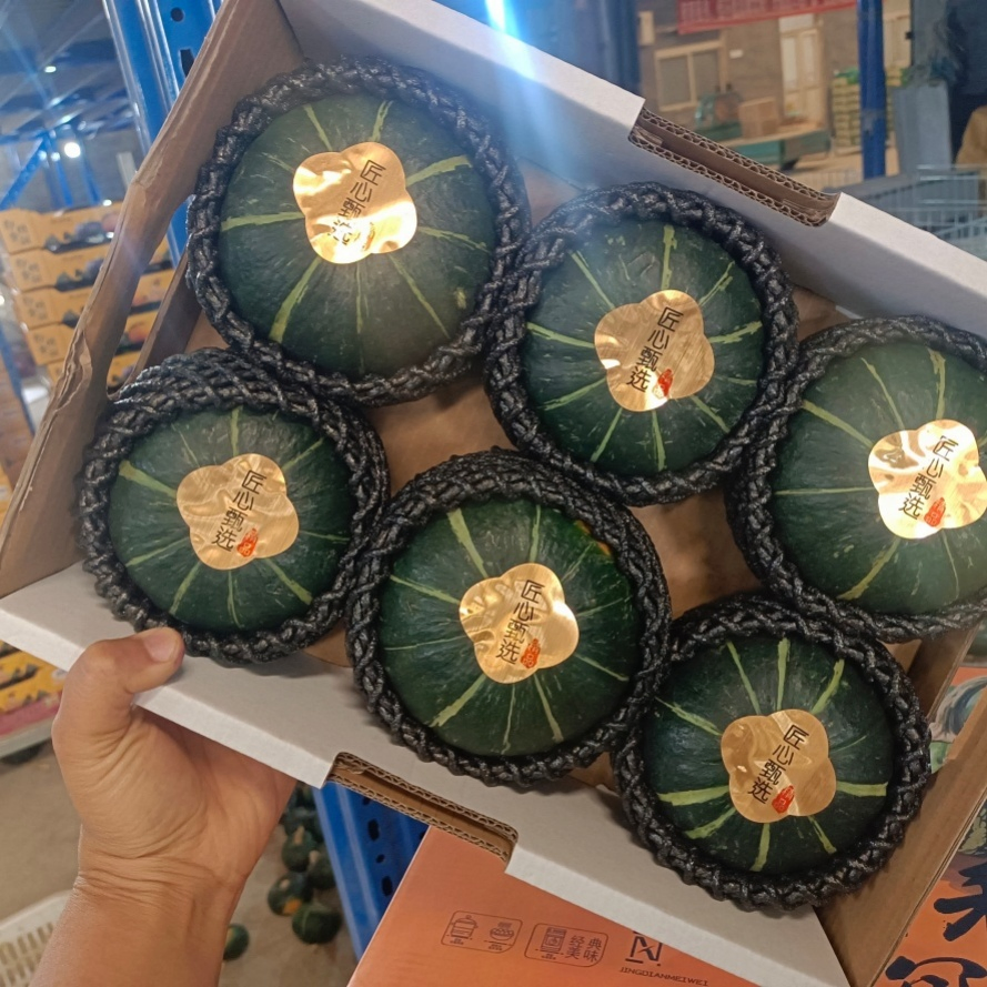 Freshly Picked Low-Sodium Authentic Baby Pumpkin for Animal Nutrition