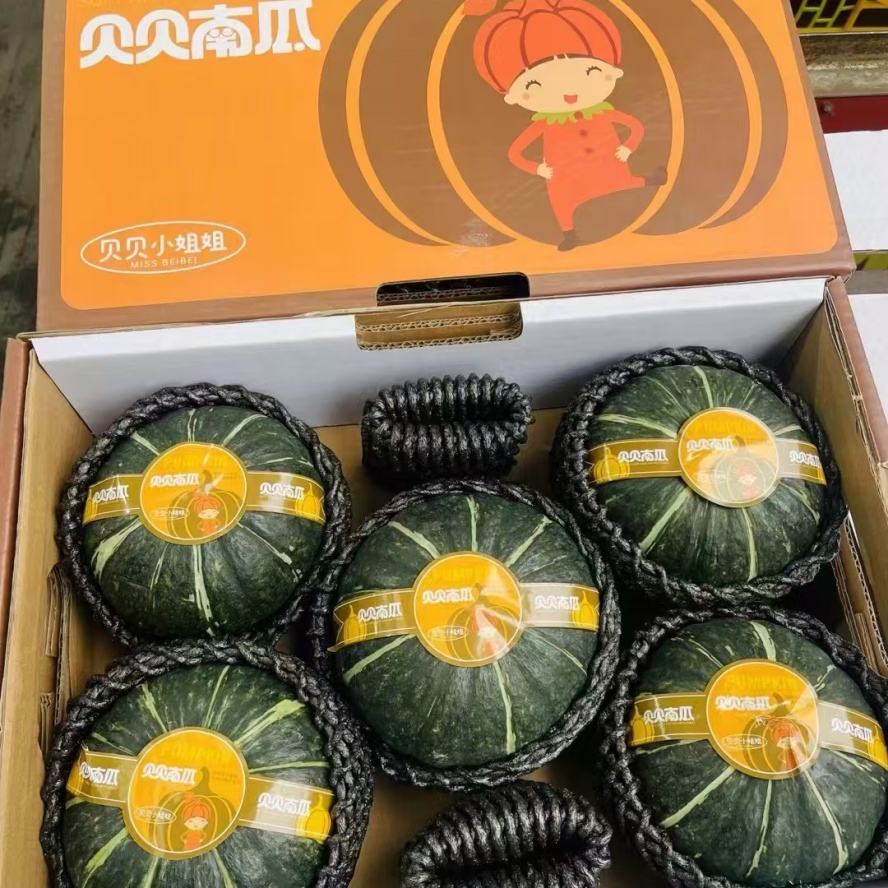 The New Low Gi Freshly Picked Baby Pumpkin for Animal Nutrition