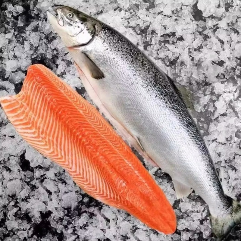 Bulk Frozen Salmon Fish Ready for Fast Dispatch and Shipment