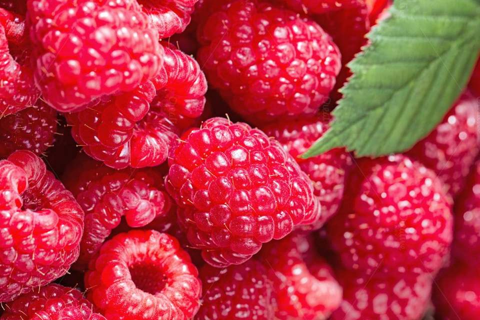 Organic Frozen Raspberry - HACCP Certified Packaged in Plastic