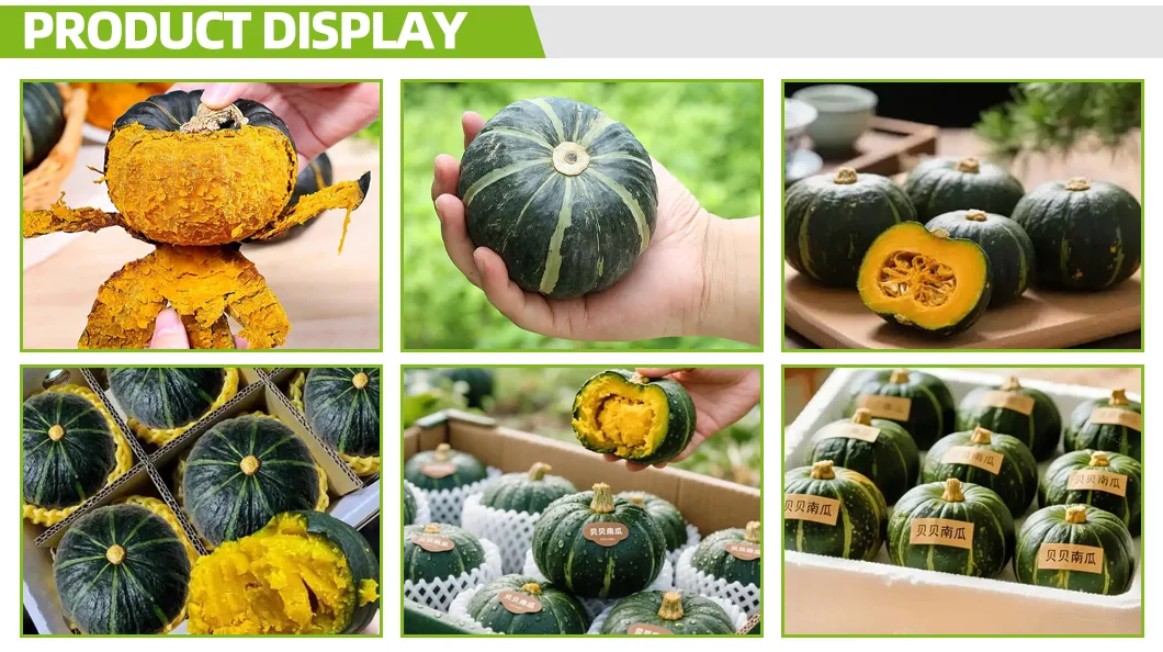 Premium Baby Pumpkin Consumption